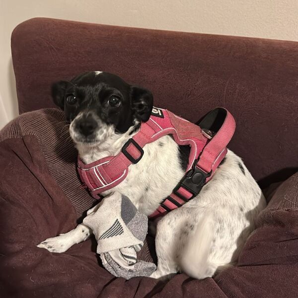 cartel de perro perdido