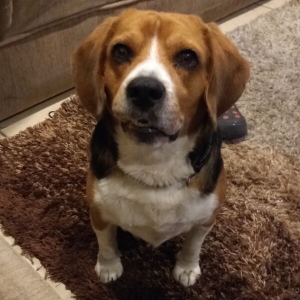 cartel de perro perdido