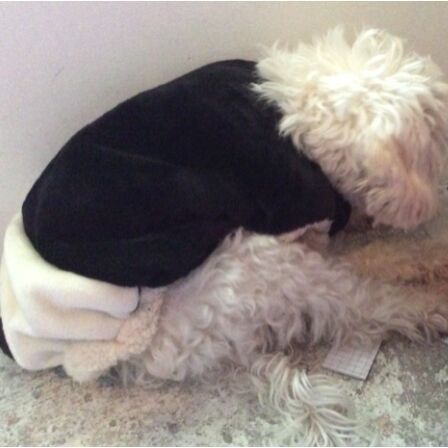 cartel de perro perdido