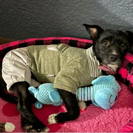 cartel de perro perdido