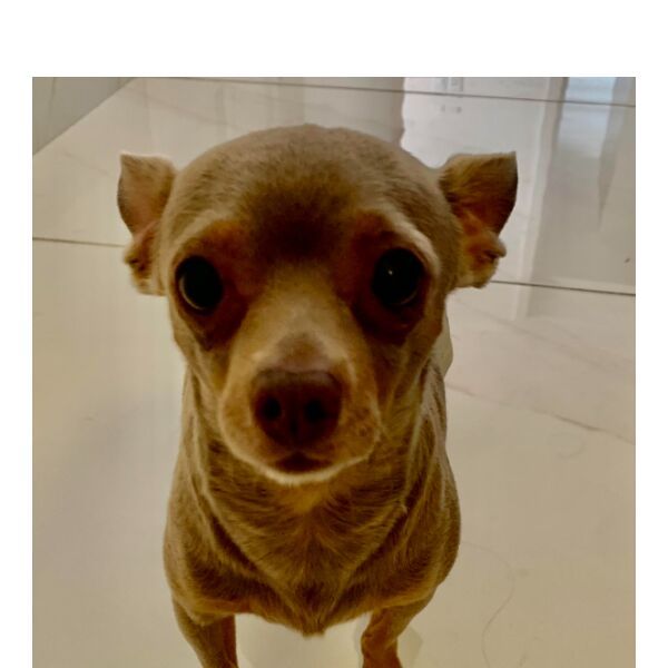 cartel de perro perdido