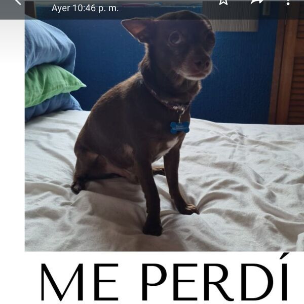 cartel de perro perdido