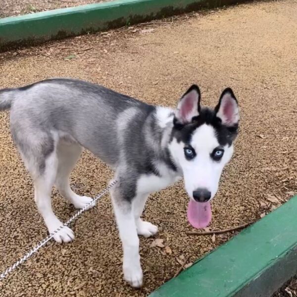 cartel de perro perdido