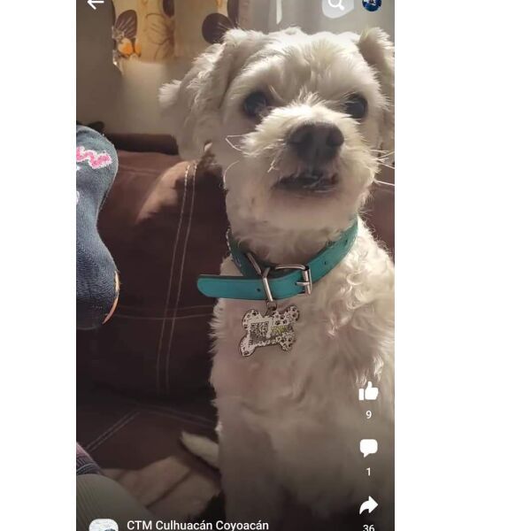 cartel de perro perdido