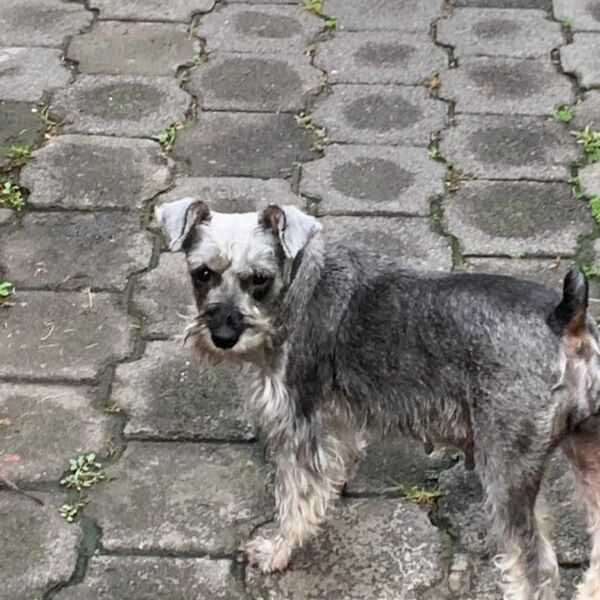 cartel de perro perdido