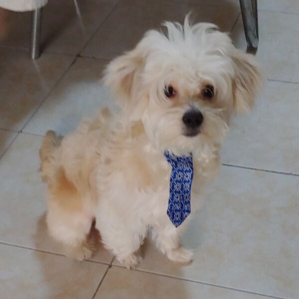 cartel de perro perdido