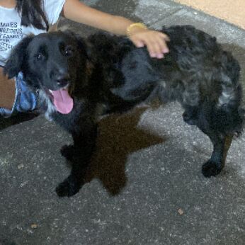 cartel de perro perdido