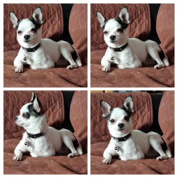 cartel de perro perdido