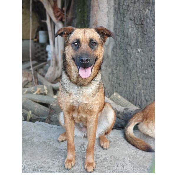 cartel de perro perdido