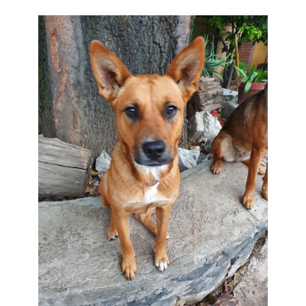 cartel de perro perdido