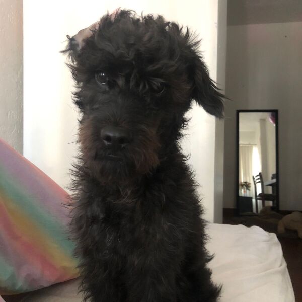 cartel de perro perdido