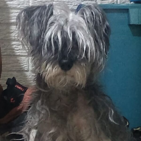 cartel de perro perdido