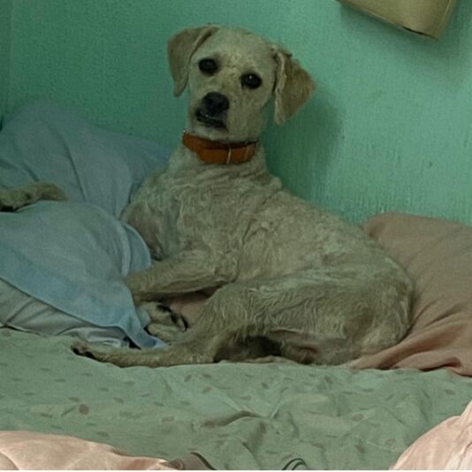 cartel de perro perdido