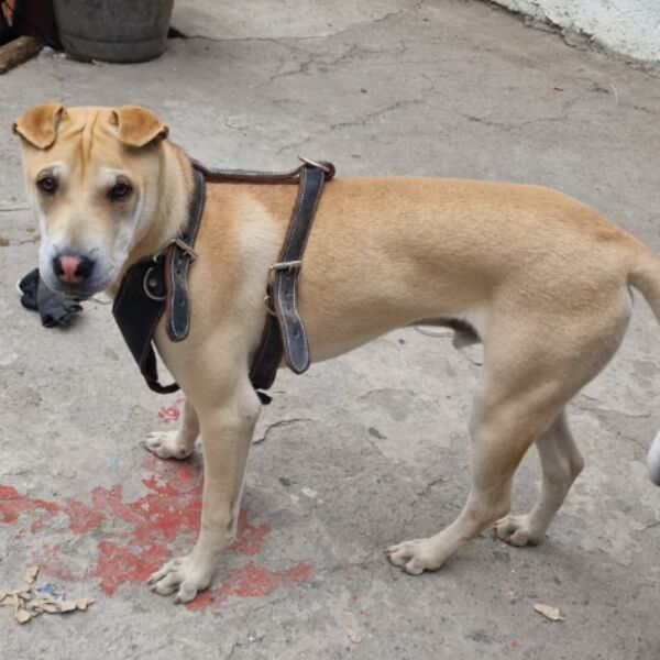 cartel de perro perdido