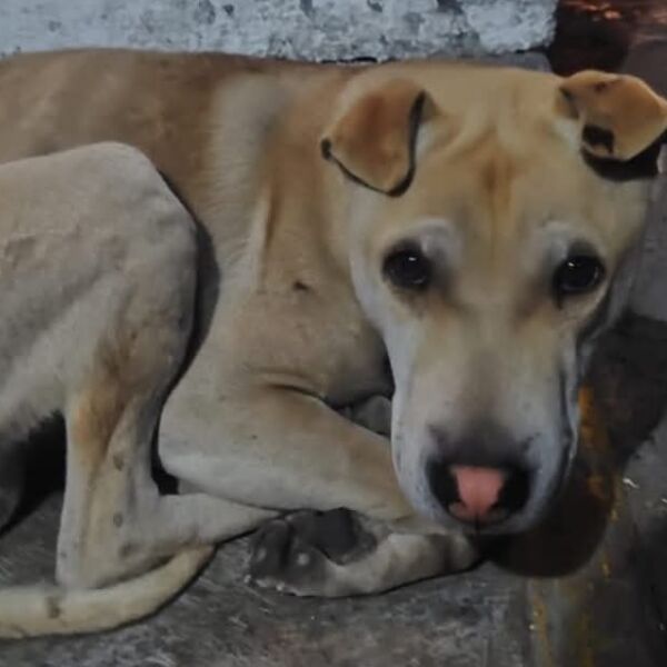 cartel de perro perdido