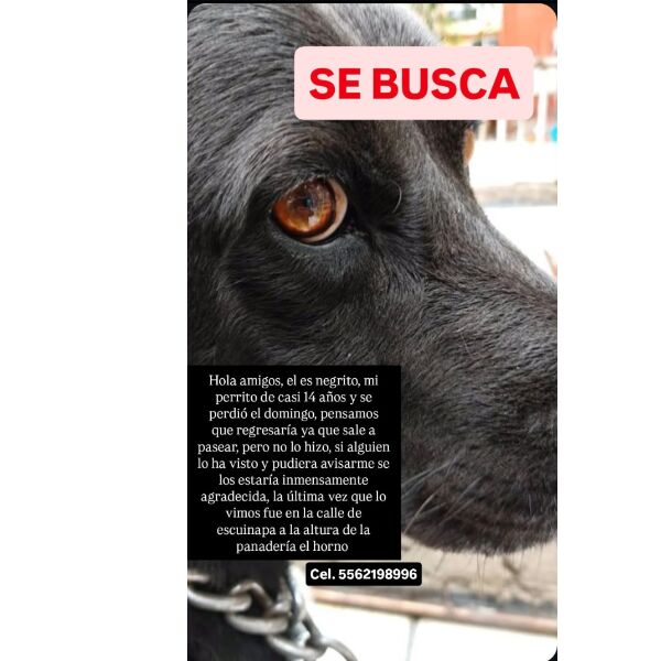 cartel de perro perdido