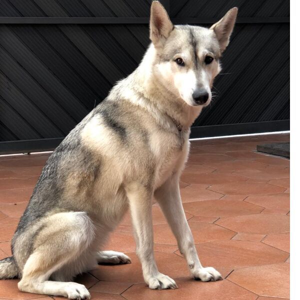 cartel de perro perdido