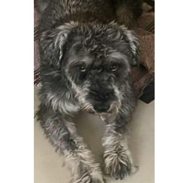 cartel de perro perdido