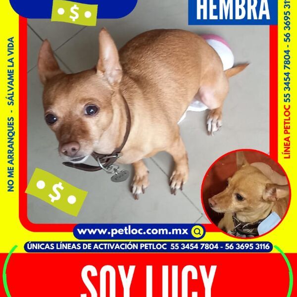 cartel de perro perdido