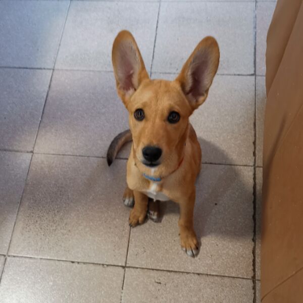 cartel de perro perdido