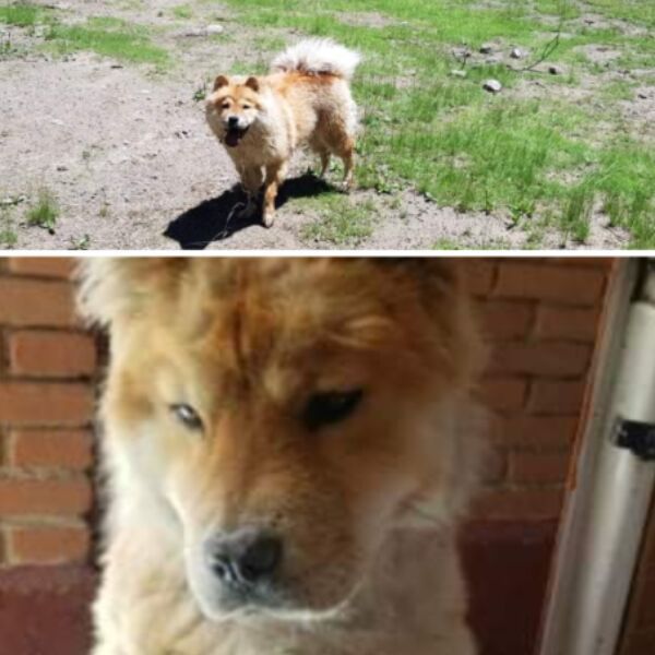 cartel de perro perdido