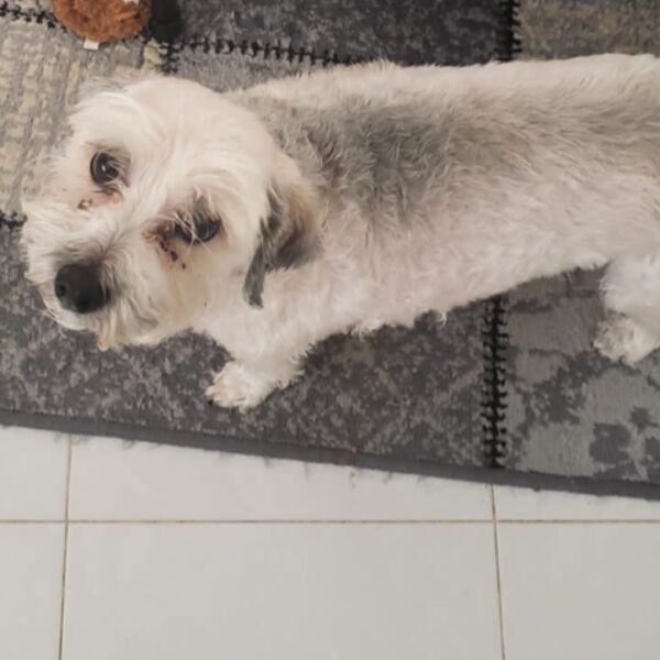 cartel de perro perdido