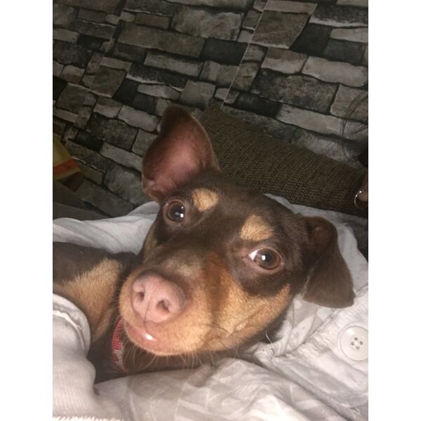 cartel de perro perdido