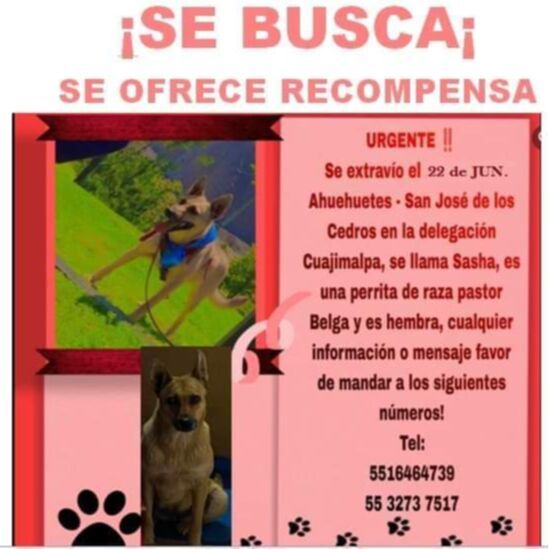 cartel de perro perdido
