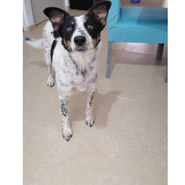 cartel de perro perdido