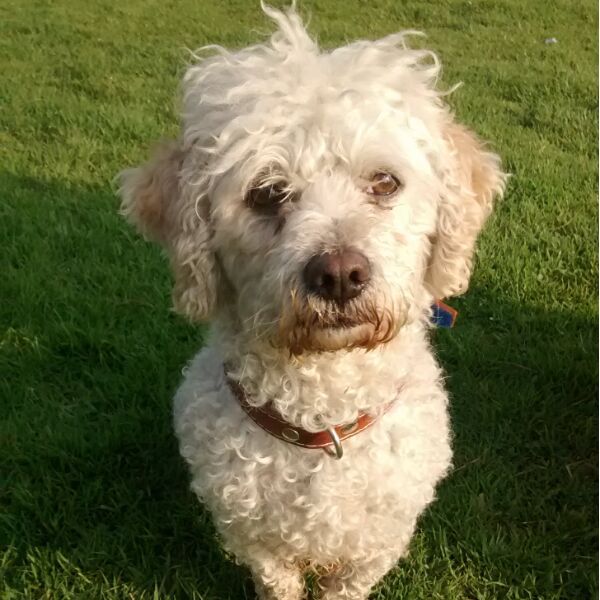 cartel de perro perdido