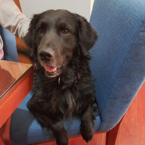 cartel de perro perdido