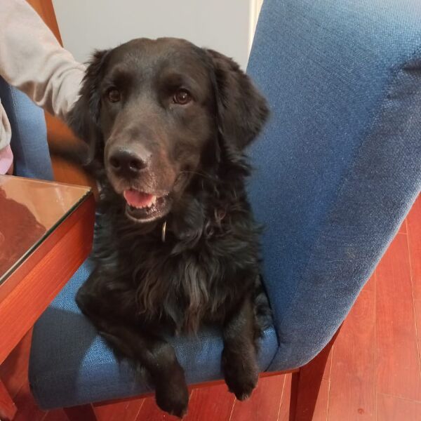 cartel de perro perdido