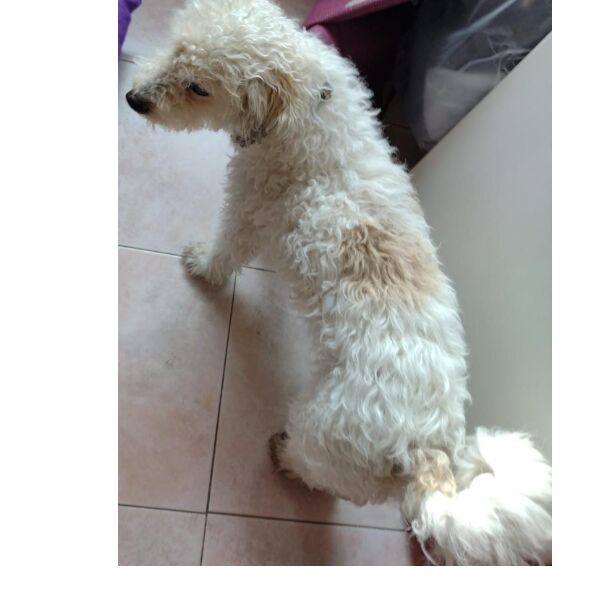 cartel de perro perdido