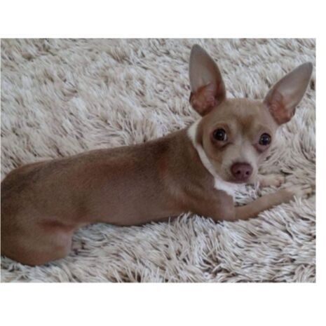 cartel de perro perdido