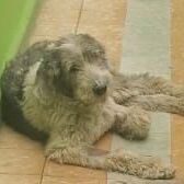 cartel de perro perdido