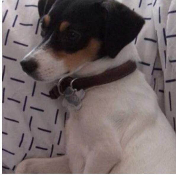 cartel de perro perdido