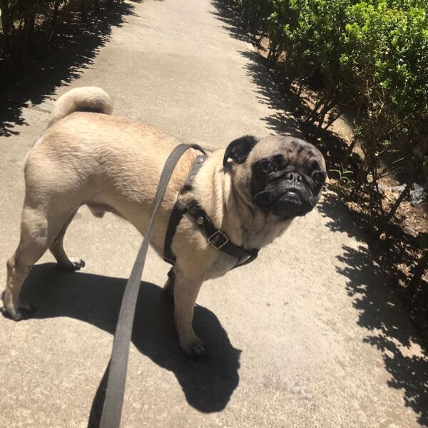 cartel de perro perdido