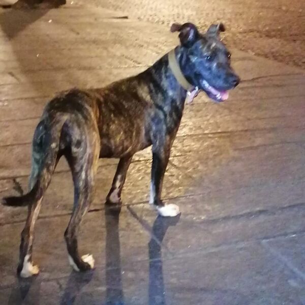 cartel de perro perdido