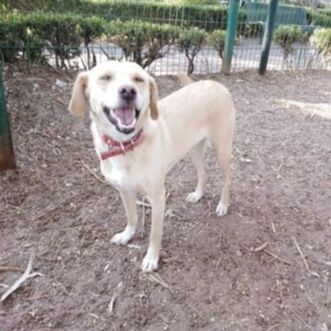 cartel de perro perdido