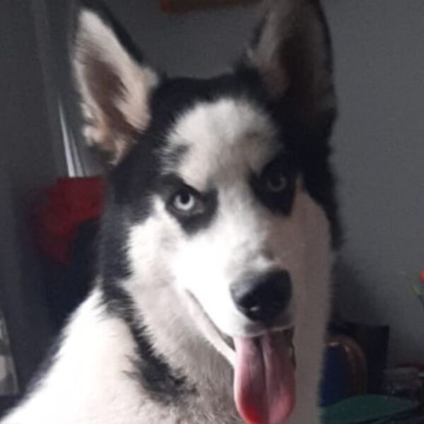 cartel de perro perdido