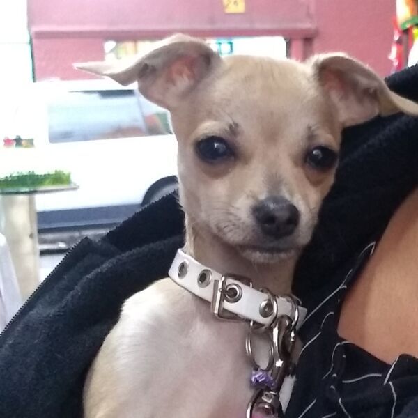 cartel de perro perdido