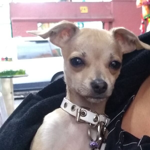 cartel de perro perdido