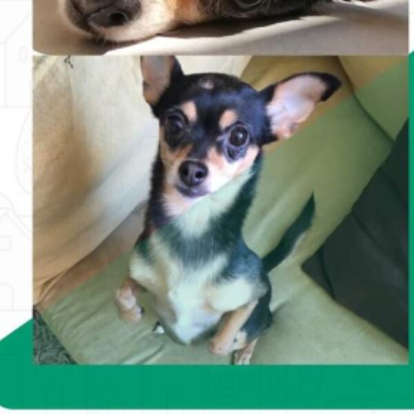 cartel de perro perdido