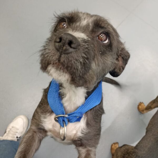 cartel de perro perdido