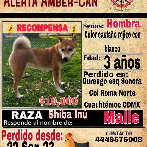 cartel de perro perdido