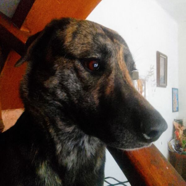 cartel de perro perdido