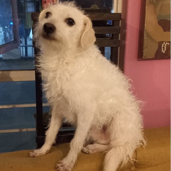 cartel de perro perdido