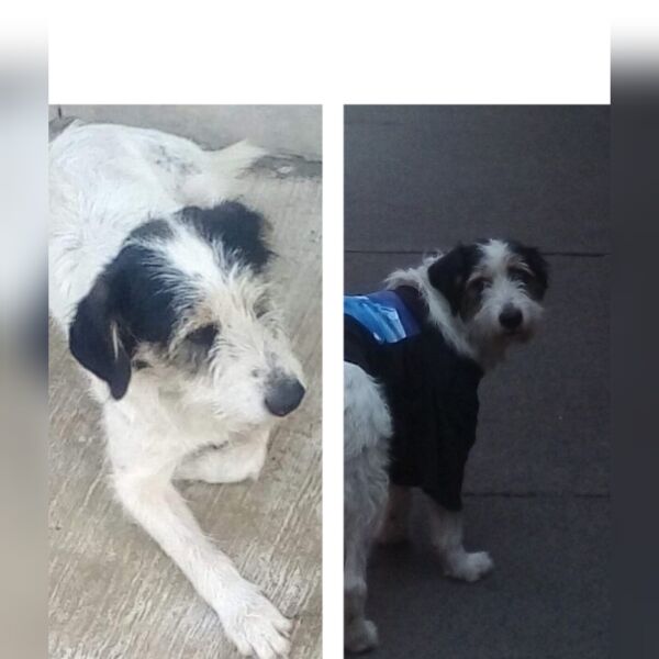 cartel de perro perdido