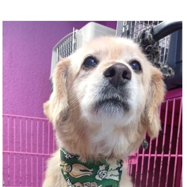 cartel de perro perdido