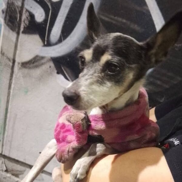 cartel de perro perdido